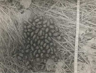 Europäisches Reh (Capreolus capreolus L.), Losung