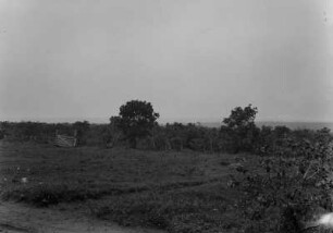 Buschwald : Blick auf einen Buschwald.