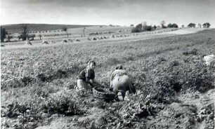 Kartoffelernte bei Kahnsdorf (Niederlausitz) : Běrnyzběranje pola Wóškalawy (Delnja Łužica)