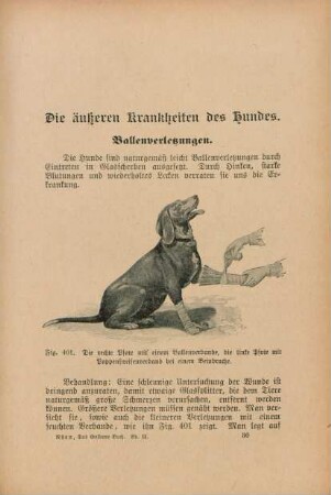 Die äußeren Krankheiten des Hundes