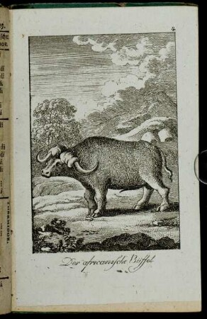 Der africanische Büffel