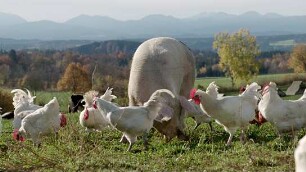 Wurzeln des Überlebens