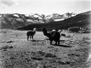 Alpakas : Alpakas auf einer Hochebene, im Hintergrund die Cordillera Real.
