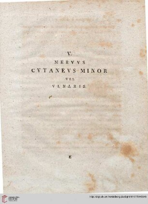 V: Nervus cutaneus minor vel ulnaris