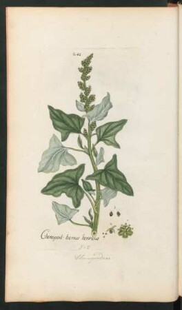 241. Chenopodium bonus henricus