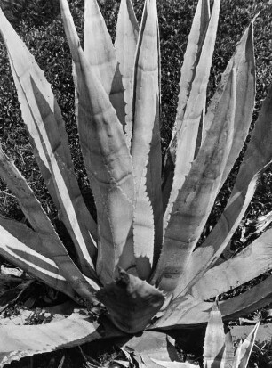 Kalifornische Pflanzen in den Huntington Botanical Gardens, Los Angeles