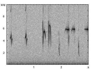 Blaukehlchen | Luscinia svecica - Gesang