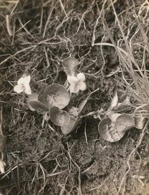 Sumpf-Veilchen (Viola palustris). Altenberg im Erzgebirge
