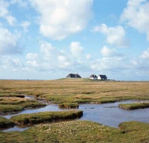 Hamburger Hallig : Hamburg. Überflutetes Priel, blütenübersähte Weide, Bauerngehöft auf der Warft