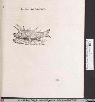 Herinaceus Arabum.