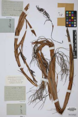 Thrinax multiflora