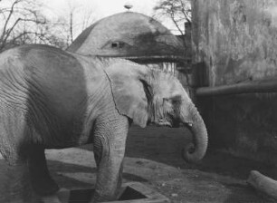 Dresden. Zoologischer Garten. Afrikanischer Elefant (Loxodonta africana)