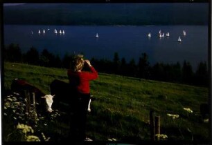 Schluchsee: Segelregatta auf dem Schluchsee, Vordergrund Frau in rot und Kühe
