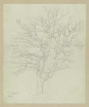 Kahler Baum