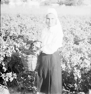 Karlovo: Mädchen in den Rosen