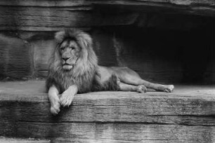 Ein Löwe im Leipziger Zoo
