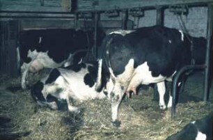 Fotografie: Milchviehhaltung, Stallsystem, Anbindestall, Festmist, Einstreu