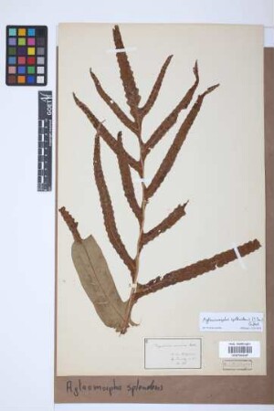 Aglaomorpha meyeniana Schott