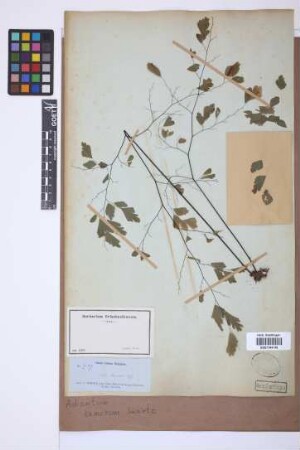 Adiantum tenerum Sw.