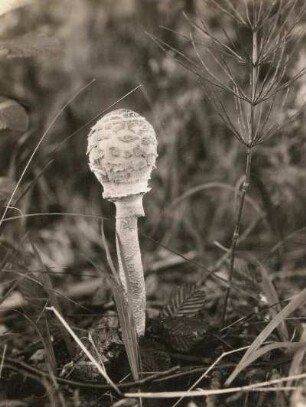 Großer Schirmpilz (Lepiota procera Scop.) Ammersee