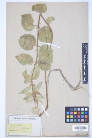 Vincetoxicum canescens canescens (Willd.) K. Schum.