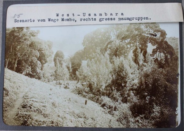 West-Usambara. Scenerie v. Wege Mombo, rechts grosse Baumgruppen