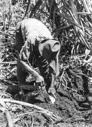 Auspflanzung : Auf einer Plantage bei Malabo: Auspflanzen halbierter Makaboknollen zwischen Zuckerrohrpflanzen.