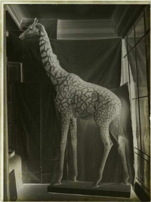 Giraffa camelopardalis tippelskirchi Matschie, 1898