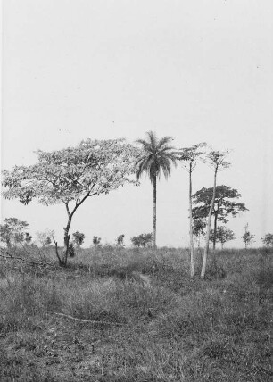 Akazien und Palme : Akazien und Palme in einer Landschaft bei Ibaté.