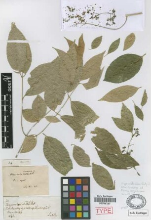 Hippocratea verrucosa Griseb., nom. illeg. [syntype]