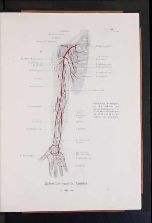 Extremitas superior, Arteriae.