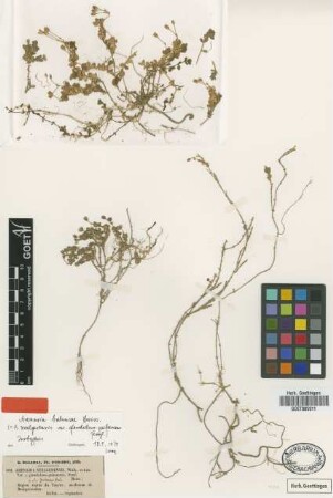 Arenaria neelgerensis Walk. & Arn. var. Fenzl glanduloso-pubescens