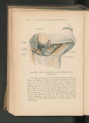 Fig. 187. Fossa submaxillaris nach Abtragung der Fascia colli.