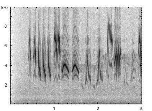 Rubinkehlchen | Luscinia calliope - Gesang