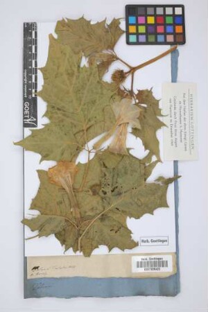Datura Tatula Mill.