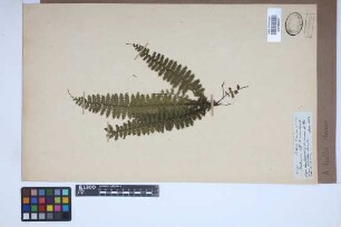 Asplenium hallii Hook.