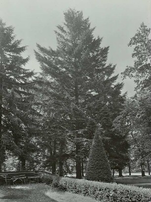 Douglasie : Gewöhnliche Douglasie (Pseudotsuga menziesii) im Schlosspark Pillnitz
