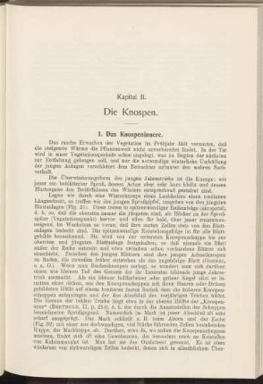 Kapitel II. Die Knospen.