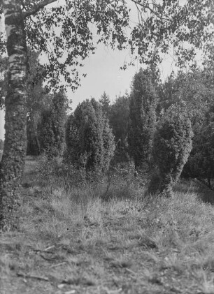 Lüneburger Heide : Lüneburger Heide