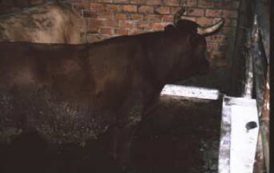 Fotografie: Bulle