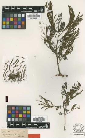 Pithecellobium niopoides Spruce ex Benth. [type]