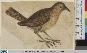 Singvogel