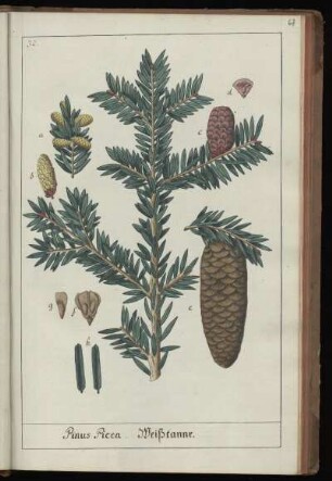 32. Pinus Picea. Weißtanne