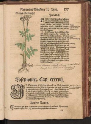 Rosenwurtz, Cap. CXXXVII