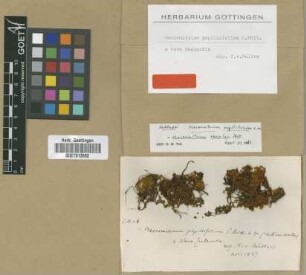 Macromitrium papillifolium Müll.Hal.