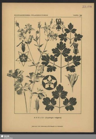 Akelei (Aquilegia vulgaris)