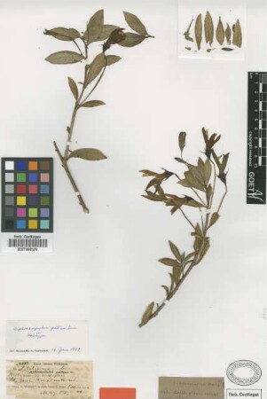 Siphocampylus patens Griseb. [holotype]