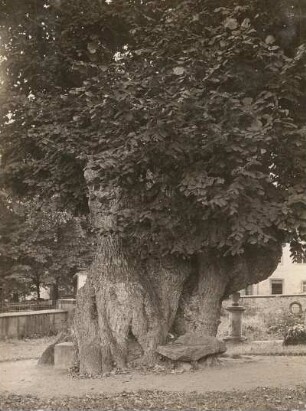 Collm. Linde (Tilia) auf dem Friedhof