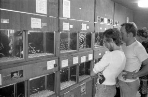 Verein für Aquarien- und Terrarienkunde "Gasterosteus" Karlsruhe e.V. Zierfisch- und Pflanzenbörse auf dem Vereinsgelände in Knielingen