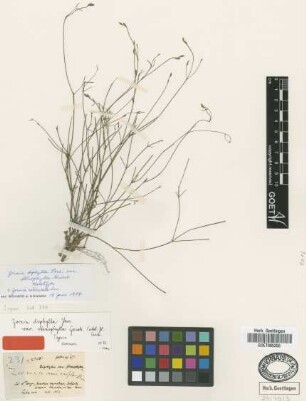 Zornia diphylla Pers. var. stenophylla Griseb.[holotype]